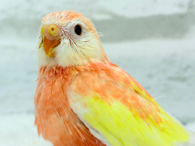 ピュアピュア🍑果汁100%💖アキクサインコ(ルビノー) ヒナ ピュアピュア🍑果汁100%💖アキクサインコ(ルビノー) ヒナ