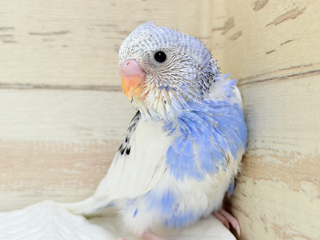 きゅるるんっ🫧きらきらおめめ☆セキセイインコ(パイド) ヒナ きゅるるんっ🫧きらきらおめめ☆セキセイインコ(パイド) ヒナ