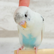 【最新画像更新🪄】春の陽気に思い浮かべるは…ごましおちゃん⸜🍙⸝セキセイインコ(白ハルクイン) ヒナ