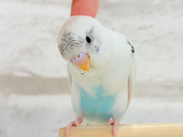 【最新画像更新🪄】春の陽気に思い浮かべるは…ごましおちゃん⸜🍙⸝セキセイインコ(白ハルクイン) ヒナ 【最新画像更新🪄】春の陽気に思い浮かべるは…ごましおちゃん⸜🍙⸝セキセイインコ(白ハルクイン) ヒナ