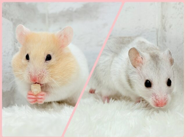 カラフルベイビー🐹🪅カラーハムスター(女の子) カラフルベイビー🐹🪅カラーハムスター(女の子)