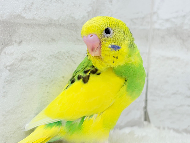 【最新画像更新🪄】ビビッと元気にビタミンカラー🐣★セキセイインコ(パイド) ヒナ 【最新画像更新🪄】ビビッと元気にビタミンカラー🐣★セキセイインコ(パイド) ヒナ