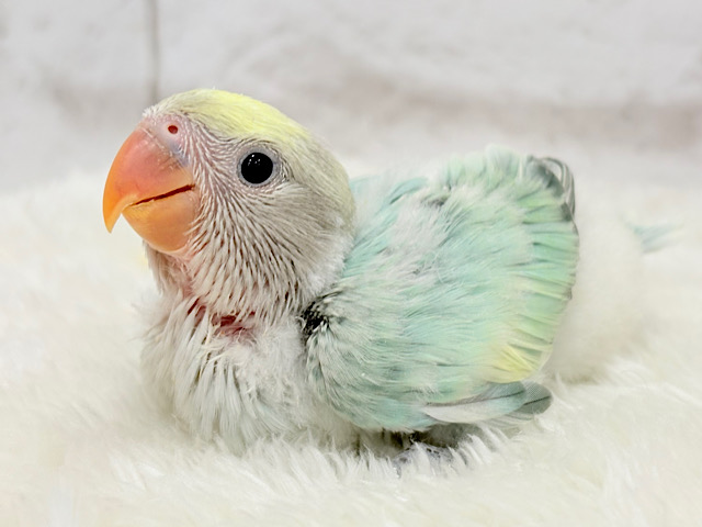 【最新画像更新🪄】フレッシュ🫧シャリシャリ❄️青リンゴ🐣🍏コザクラインコ(ブルーチェリーパイド) ヒナ 【最新画像更新🪄】フレッシュ🫧シャリシャリ❄️青リンゴ🐣🍏コザクラインコ(ブルーチェリーパイド) ヒナ