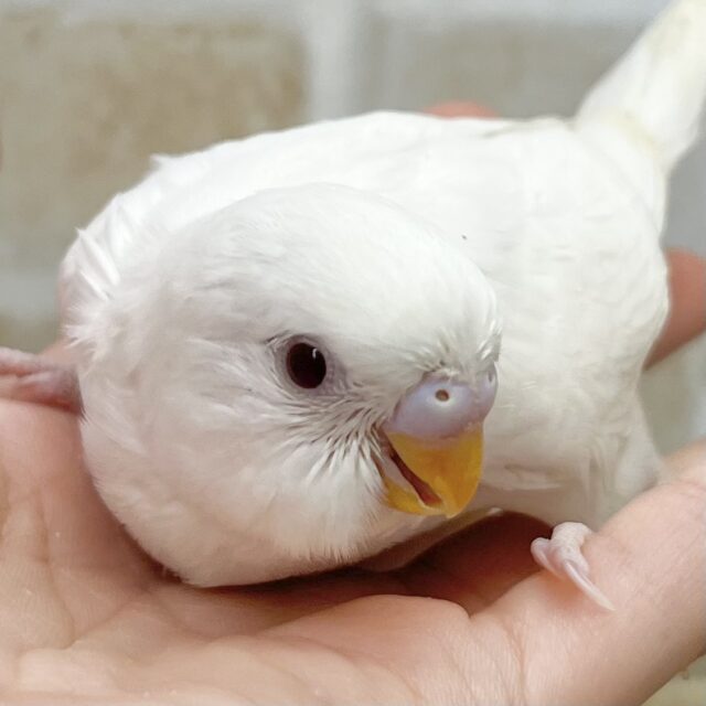 マシュマロたん🤍🍭 セキセイインコ(アルビノ) マシュマロたん🤍🍭 セキセイインコ(アルビノ)