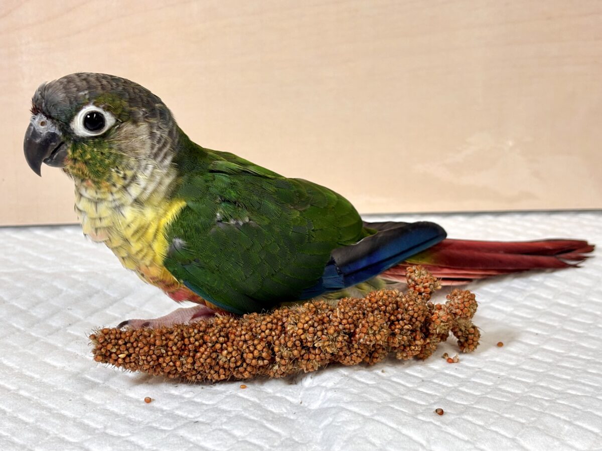 ワキコガネウロコインコ