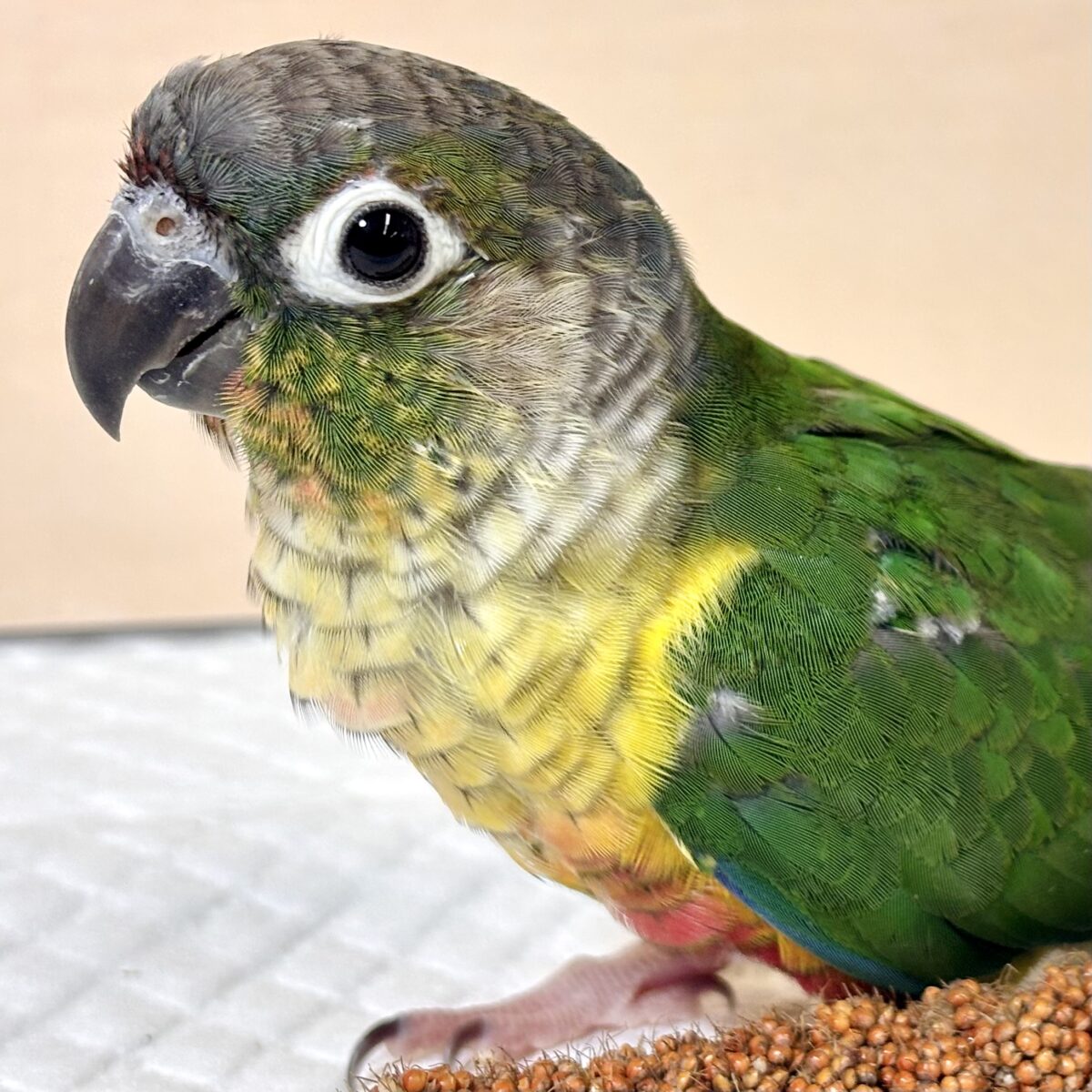 ワキコガネウロコインコ