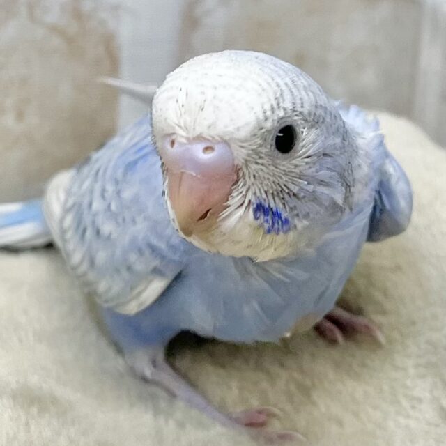 爽やかブルーのスパングル🏝️🩵 セキセイインコ(ブルースパングル) 爽やかブルーのスパングル🏝️🩵 セキセイインコ(ブルースパングル)