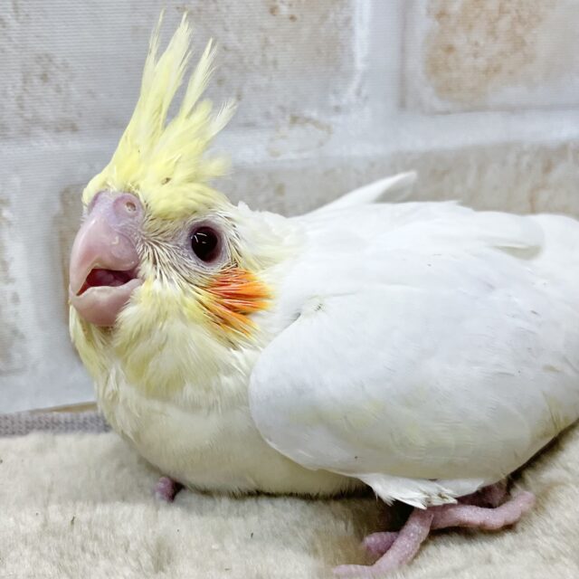 キョロちゃん👀✨ オカメインコ(ルチノー) キョロちゃん👀✨ オカメインコ(ルチノー)