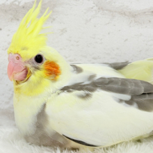 【最新画像更新🪄】黄色の小さい冠羽にきゅんっ🐥🌼オカメインコ(パイド) ヒナ