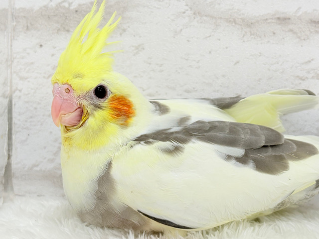 【最新画像更新🪄】黄色の小さい冠羽にきゅんっ🐥🌼オカメインコ(パイド) ヒナ 【最新画像更新🪄】黄色の小さい冠羽にきゅんっ🐥🌼オカメインコ(パイド) ヒナ