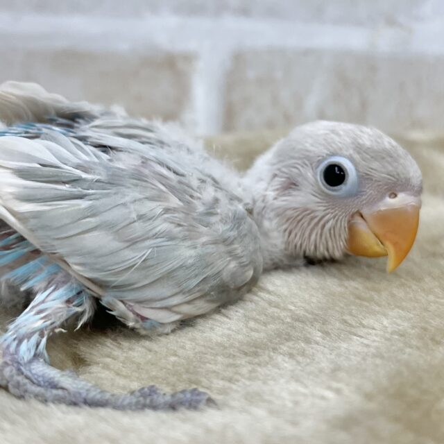 神秘的〜✨天使ちゃん🪽 シロボタンインコ 神秘的〜✨天使ちゃん🪽 シロボタンインコ
