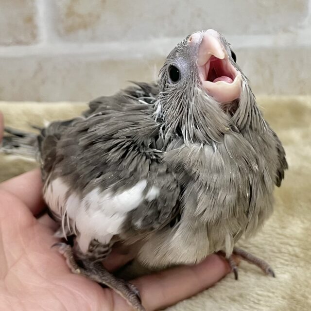 おめめキュルルン💓 オカメインコ(ホワイトフェイス) おめめキュルルン💓 オカメインコ(ホワイトフェイス)