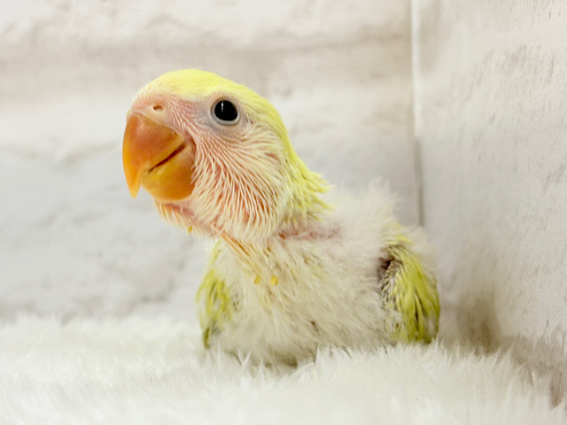 おめめきらきら🌼癒し系コザたん🐣💖コザクラインコ(シナモン) ヒナ おめめきらきら🌼癒し系コザたん🐣💖コザクラインコ(シナモン) ヒナ