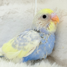 お花畑に迷い込んだ妖精さん🧚‍♀️🪅セキセイインコ(パステルレインボーパイド) ヒナ