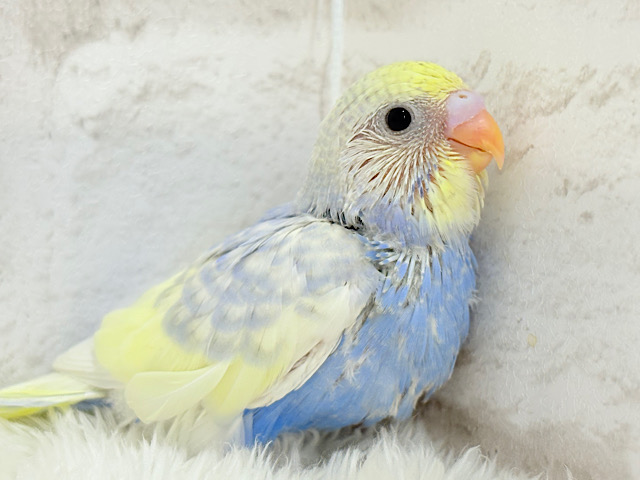 お花畑に迷い込んだ妖精さん🧚♀️🪅セキセイインコ(パステルレインボーパイド) ヒナ お花畑に迷い込んだ妖精さん🧚♀️🪅セキセイインコ(パステルレインボーパイド) ヒナ