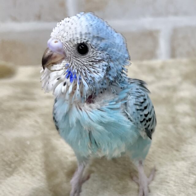 ちびちびカワイイちゃん🩵 セキセイインコ(オパーリン) ちびちびカワイイちゃん🩵 セキセイインコ(オパーリン)