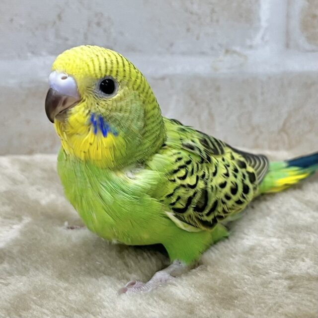しあわせ運ぶ〜🍀💛 セキセイインコ(オパーリン) しあわせ運ぶ〜🍀💛 セキセイインコ(オパーリン)