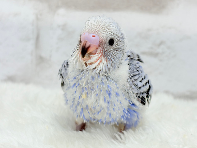 わた毛天使🫧好奇心の塊だ〜🐣🎡セキセイインコ(オパーリン) ヒナ わた毛天使🫧好奇心の塊だ〜🐣🎡セキセイインコ(オパーリン) ヒナ