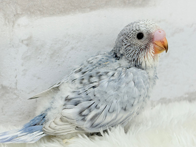 成長から目が離せない♡特別な雰囲気💫セキセイインコ(グレースパングル) ヒナ 成長から目が離せない♡特別な雰囲気💫セキセイインコ(グレースパングル) ヒナ