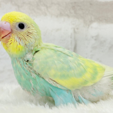 ベタ慣れ候補生🧚‍♀️甘々メロンちゃん🐥🍈💖セキセイインコ(パステルカラーレインボー) ヒナ