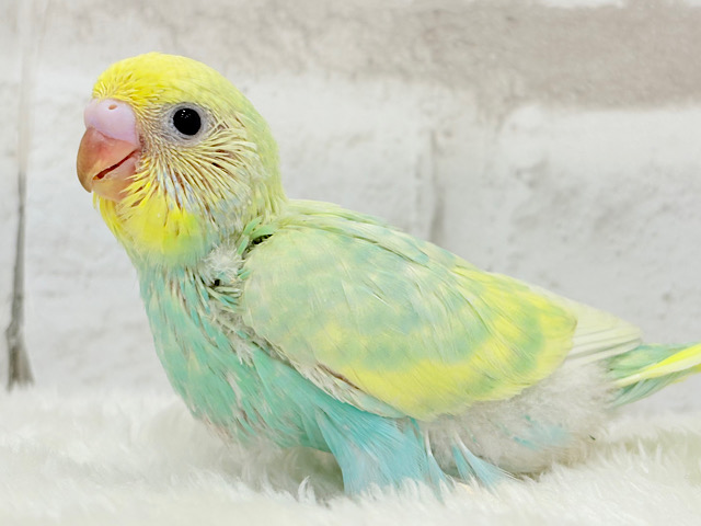 ベタ慣れ候補生🧚♀️甘々メロンちゃん🐥🍈💖セキセイインコ(パステルカラーレインボー) ヒナ ベタ慣れ候補生🧚♀️甘々メロンちゃん🐥🍈💖セキセイインコ(パステルカラーレインボー) ヒナ