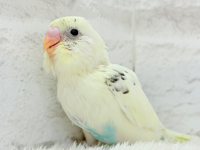 ふんわりクリーミー🐣🧁セキセイインコ(クリームハルクイン) ヒナ ふんわりクリーミー🐣🧁セキセイインコ(クリームハルクイン) ヒナ
