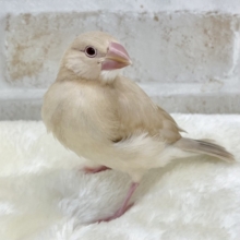 ホッとひと息☕️💓　シナモン文鳥