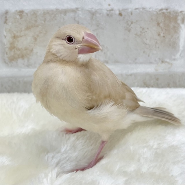 ホッとひと息☕️💓 シナモン文鳥 ホッとひと息☕️💓 シナモン文鳥