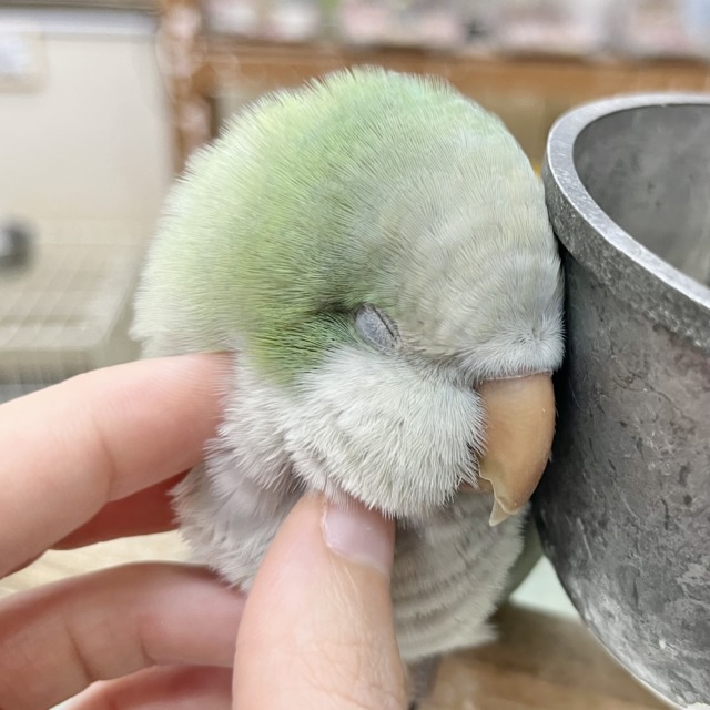 【🆙最新画像あり‼️】モフッとキュート💕 オキナインコ(アクアブルーオパーリン) 【🆙最新画像あり‼️】モフッとキュート💕 オキナインコ(アクアブルーオパーリン)