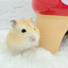 表情豊かなプリンちゃん🐹🍮イエロープディングハムスター(男の子)