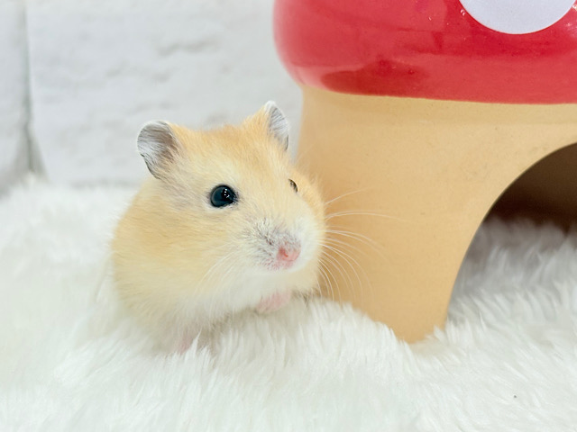 表情豊かなプリンちゃん🐹🍮イエロープディングハムスター(男の子) 表情豊かなプリンちゃん🐹🍮イエロープディングハムスター(男の子)