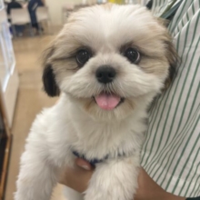 特大ハッピーのお届けぇ〜💗シーズーちゃん！