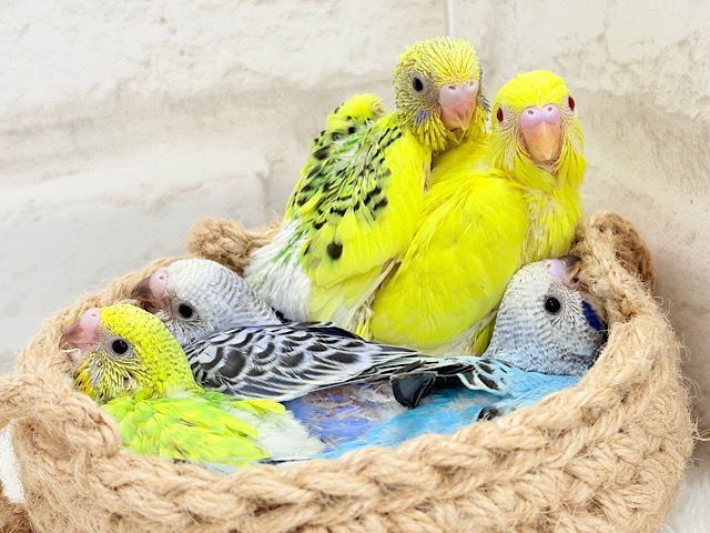 色とりどりの桜満開🐣🌸セキセイインコ ヒナ 色とりどりの桜満開🐣🌸セキセイインコ ヒナ