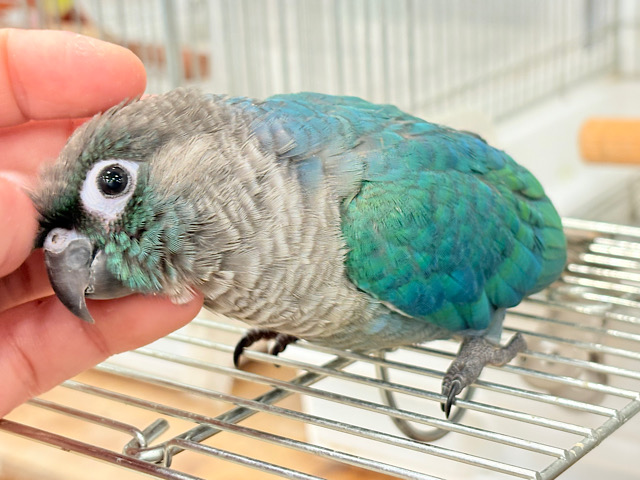 【最新画像・動画更新🪄】ツヤツヤキラキラ✨宝石みたいなわた毛ちゃん🐣💎💫ウロコインコ(バイオレット) ヒナ 【最新画像・動画更新🪄】ツヤツヤキラキラ✨宝石みたいなわた毛ちゃん🐣💎💫ウロコインコ(バイオレット) ヒナ