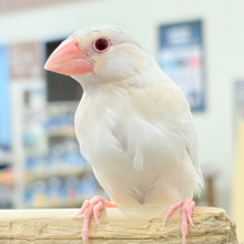 【最新画像更新🪄ひとり餌になりました‪☆】ねぇねぇ、あなたはどんなカラーになるの？☺️文鳥 ヒナ