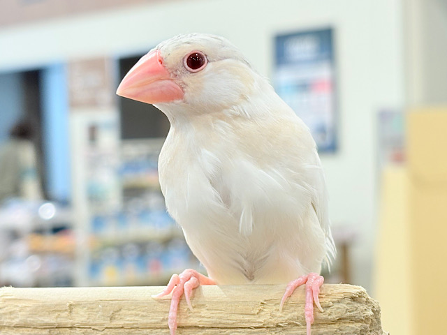 【最新画像更新🪄ひとり餌になりました☆】ねぇねぇ、あなたはどんなカラーになるの?☺️文鳥 ヒナ 【最新画像更新🪄ひとり餌になりました☆】ねぇねぇ、あなたはどんなカラーになるの?☺️文鳥 ヒナ