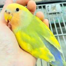 【最新画像更新🪄もうすぐひとり餌‪☆】フレッシュ🍋ビタミン🍊ブーケット💐コザクラインコ(タイガーチェリー) ヒナ