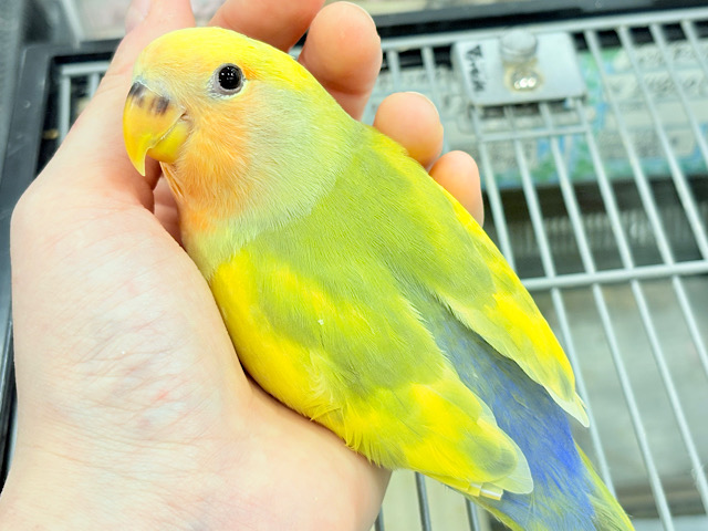 【最新画像更新🪄もうすぐひとり餌☆】フレッシュ🍋ビタミン🍊ブーケット💐コザクラインコ(タイガーチェリー) ヒナ 【最新画像更新🪄もうすぐひとり餌☆】フレッシュ🍋ビタミン🍊ブーケット💐コザクラインコ(タイガーチェリー) ヒナ