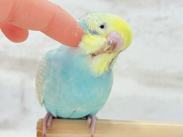 【最新画像・動画更新🪄もうすぐひとり餌☆】パステル🪅メリーゴーランド🐣🎡セキセイインコ(パステルカラーレインボースパングル) ヒナ 【最新画像・動画更新🪄もうすぐひとり餌☆】パステル🪅メリーゴーランド🐣🎡セキセイインコ(パステルカラーレインボースパングル) ヒナ