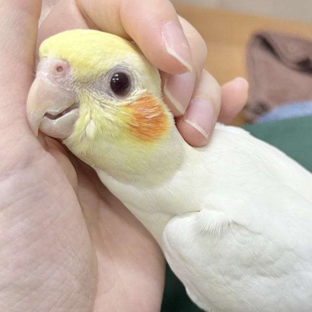 【🆙最新画像あり‼️】お膝の上が落ち着く〜☺️💓 オカメインコ(ルチノー) 【🆙最新画像あり‼️】お膝の上が落ち着く〜☺️💓 オカメインコ(ルチノー)