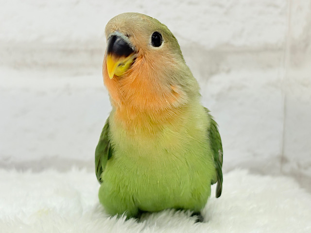 【最新画像更新🪄】食欲旺盛☆元気のカタマリッ(ง ˙꒳˙ )วコザクラインコ(ノーマル) ヒナ 【最新画像更新🪄】食欲旺盛☆元気のカタマリッ(ง ˙꒳˙ )วコザクラインコ(ノーマル) ヒナ