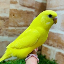 久々にダブルファクターカラーのセキセイインコちゃんがやってきましたよ～💛💛💛　一人餌
