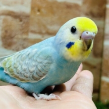 お顔のイエローに注目！！！　セキセイインコ（レインボー系）