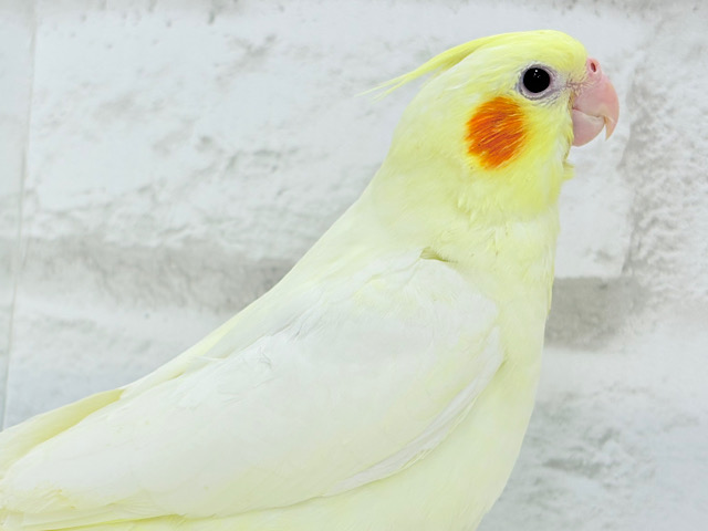 【最新画像更新🪄】あひるじゃないよ🪿オカメだよ🐥💛オカメインコ(ルチノー) ヒナ 【最新画像更新🪄】あひるじゃないよ🪿オカメだよ🐥💛オカメインコ(ルチノー) ヒナ