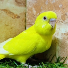 明るい黄色が魅力的🌟🌟🌟　セキセイインコ（ルチノー）