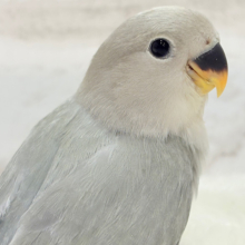 【最新画像更新🪄】見た目とのギャップNo.1🐣👑コザクラインコ(モーブオパーリン) ヒナ