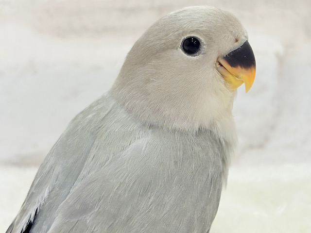 【最新画像更新🪄】見た目とのギャップNo.1🐣👑コザクラインコ(モーブオパーリン) ヒナ 【最新画像更新🪄】見た目とのギャップNo.1🐣👑コザクラインコ(モーブオパーリン) ヒナ