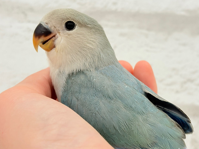 【最新画像更新🪄もうすぐひとり餌☆】深海ブルーの輝き🌊🫧コザクラインコ(ブルーチェリー) ヒナ 【最新画像更新🪄もうすぐひとり餌☆】深海ブルーの輝き🌊🫧コザクラインコ(ブルーチェリー) ヒナ