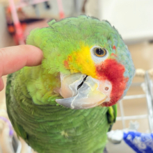 【最新画像更新🪄】二面性のある魅力的な男子🦜🪇キホオボウシインコ(男の子)