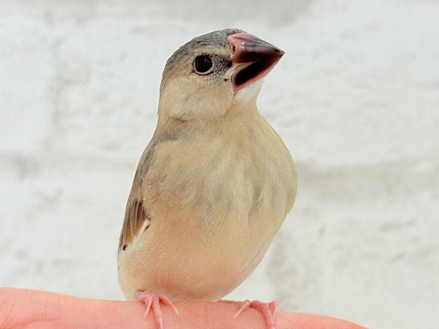 【最新画像更新🪄】文鳥界のリーダーを目指します𖤐 ̖́-桜文鳥 ヒナ 【最新画像更新🪄】文鳥界のリーダーを目指します𖤐 ̖́-桜文鳥 ヒナ